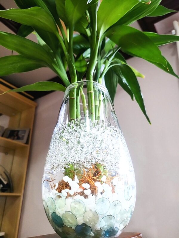 Vaso decorativo de Vidro com planta natural - Imagem 2
