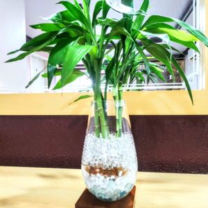 Vaso decorativo de Vidro com planta natural