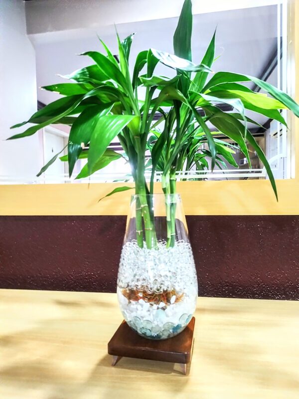 Vaso decorativo de Vidro com planta natural