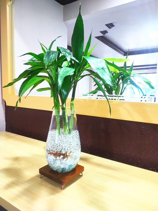 Vaso decorativo de Vidro com planta natural - Imagem 4