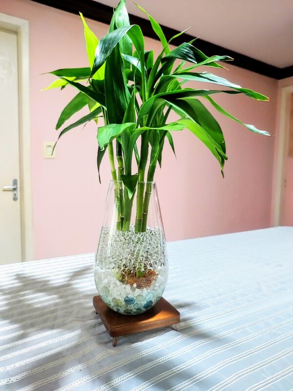 Vaso decorativo de Vidro com planta natural - Imagem 5