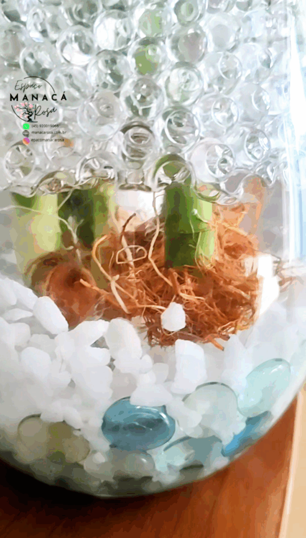 Vaso decorativo de Vidro com planta natural - Imagem 7
